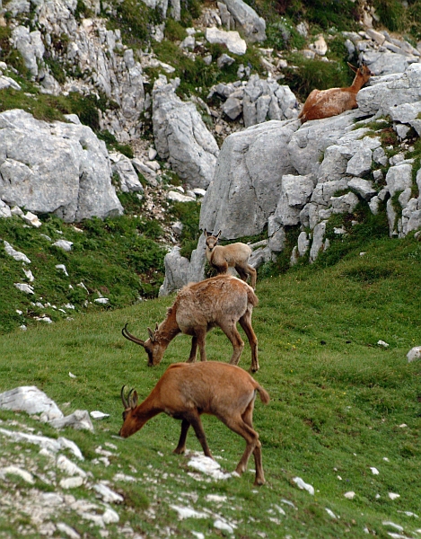 Camoscio d''Abruzzo Rupicapra pyrenaica ornata